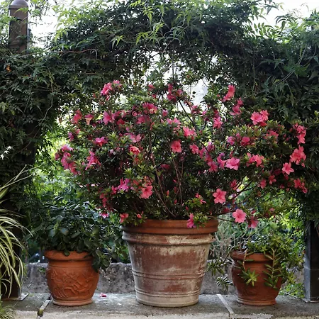 Orchid Corner ベッド・アンド・ブレックファスト 4*