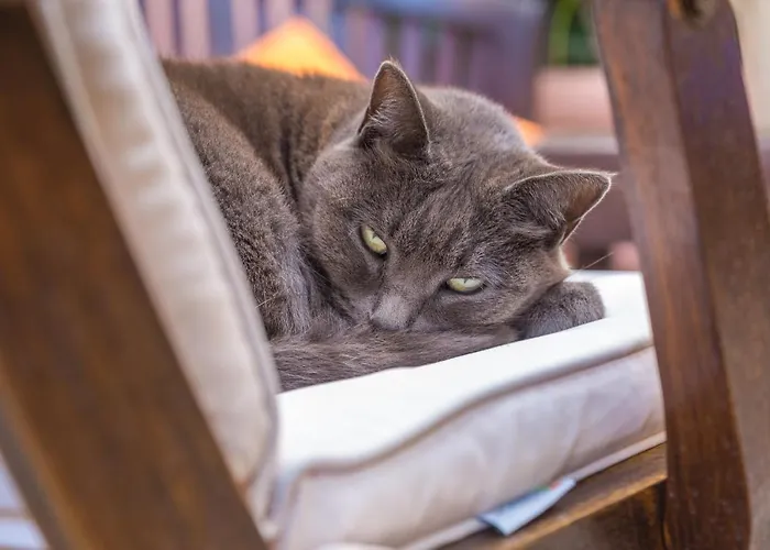 Orchid Corner 4* Meta